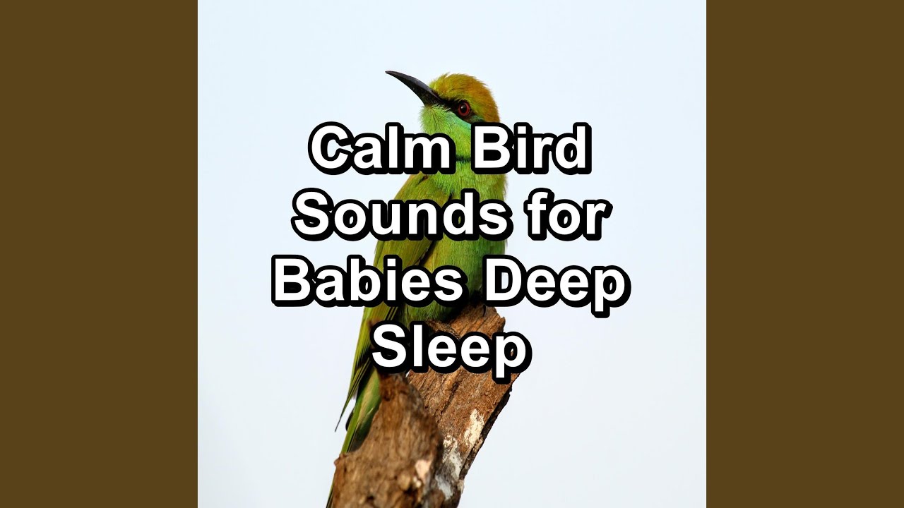 Relaxing Bird Sounds Stress Relief To Loop for 10 Hours - YouTube