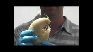 Supergiant Amphipods