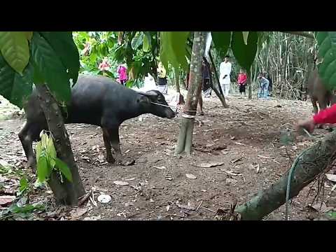 Kerbau Ngamuk VS Ala Koboi Idul Adha 2018