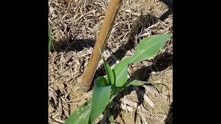 S3E16: Managing Nitrogen with the Pre-sidedress Soil Nitrate Test (PSNT)