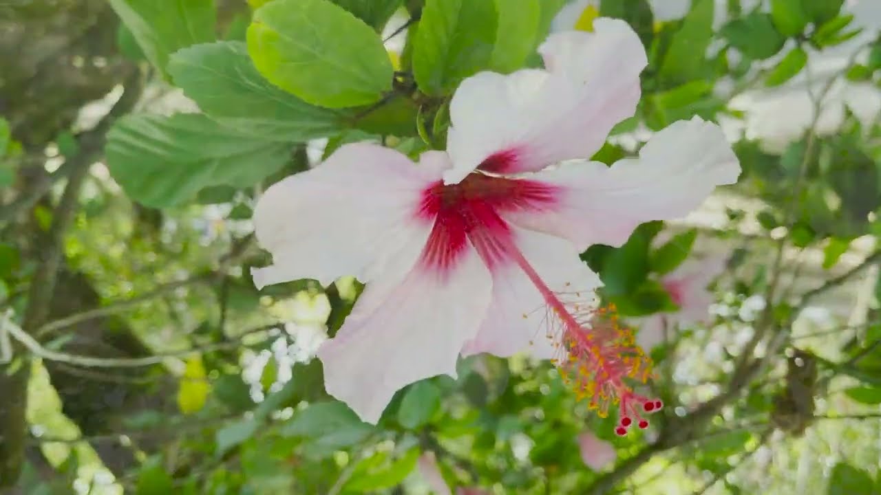 Rita Benneditto - O Sal da Terra - Rita Benneditto convida Jaime Alem [Lyric Vídeo]