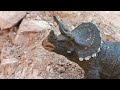 Triceratops vs tarbossaurodino gabriel field guide
