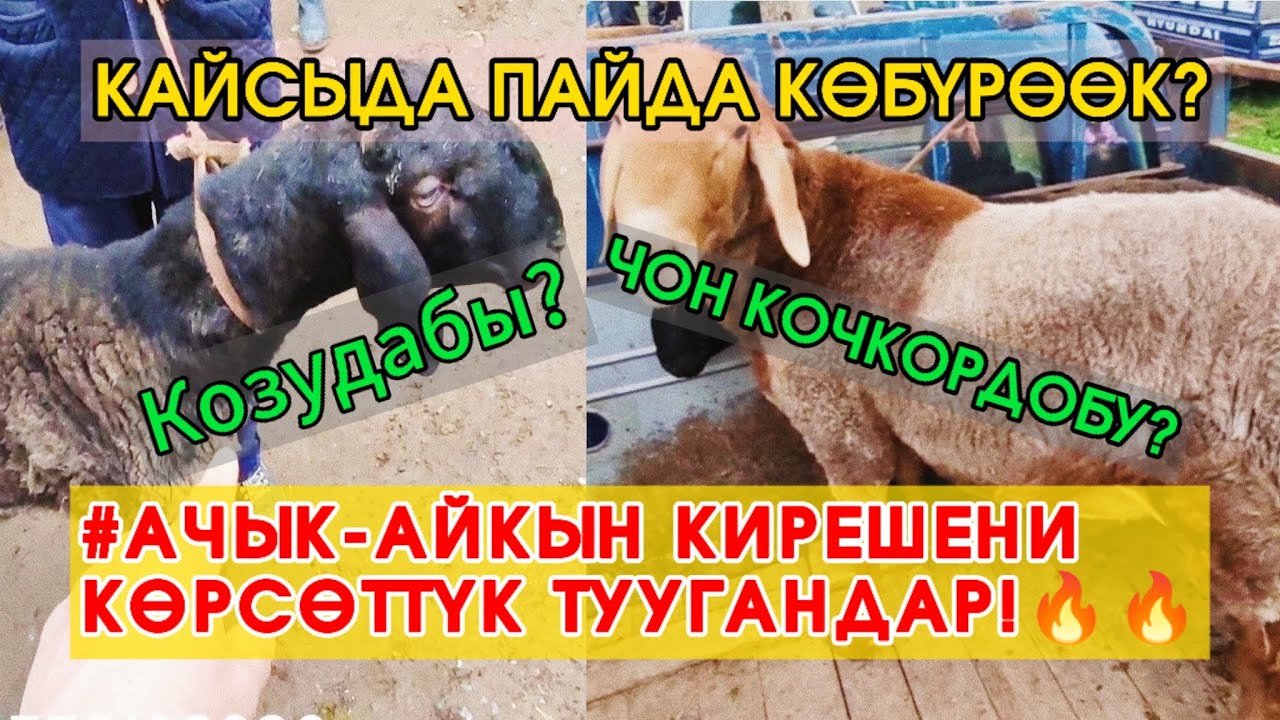Козу кирешелүүбү же чоң кочкор баккан жакшыбы? 👍🇰🇬#гиссар #ош #кыргызстан#uzbekistan #овцы