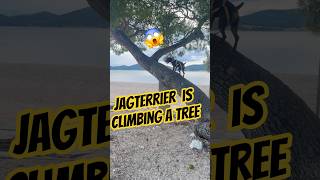 German Terrier Is Climbing A Tree