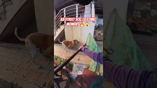 Gojo Double Dog Catch #dog #streetdogrevival #city #ytviral #gojo