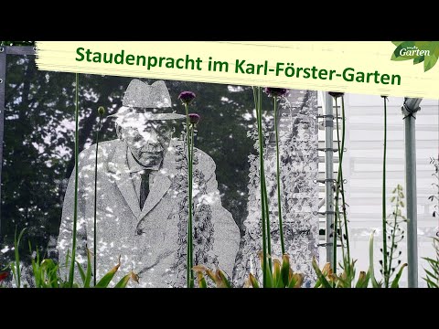 Video: Karl Foerster Graspflanzen: Wie man Foerster Feather Grass in der Landschaft anbaut