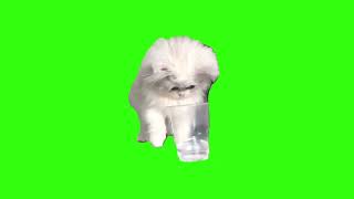 poor cat thirsty🐈 meme Green Screen