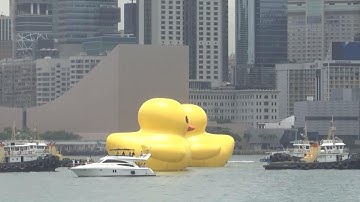 Giant inflatable ducks make a splash in HKG harbor