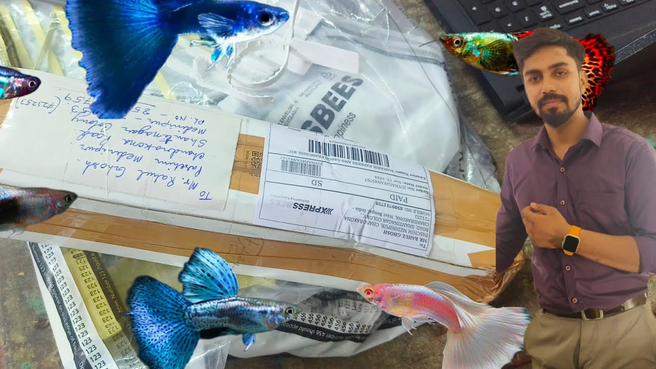 Photo inspiration: Visual Reference: Unboxing Guppy Fish L Guppy Fish Ka Unboxing Video Guppy