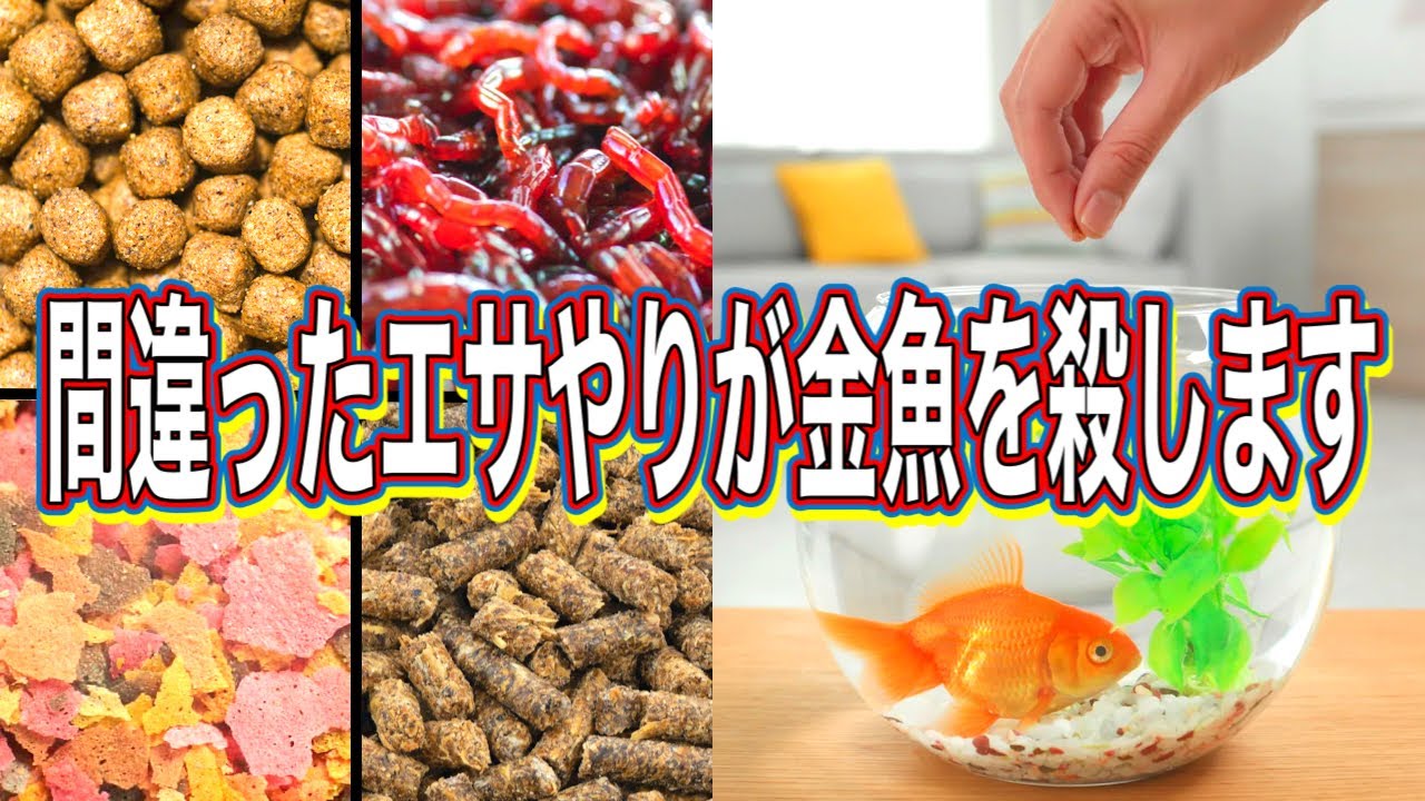 【金魚の飼い方】エサの基礎知識と正しい与え方 - YouTube