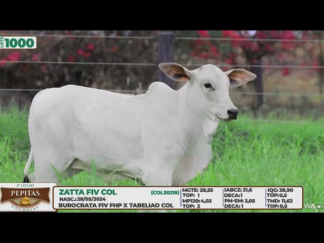 LOTE 1000   ZATTA FIV COL