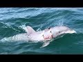 US Navy's Mine-Hunting Dolphin Returning From Mission