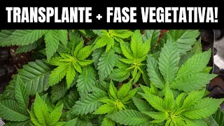 9# Grow Diary - HOW TO TRANSPLANT INDOOR GROW - WEED | CANNABIS