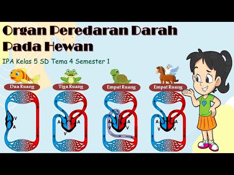 Organ Peredaran Darah pada Hewan| Sistem Peredaran Darah pada Hewan IPA Kelas 5 SD | Tema 4