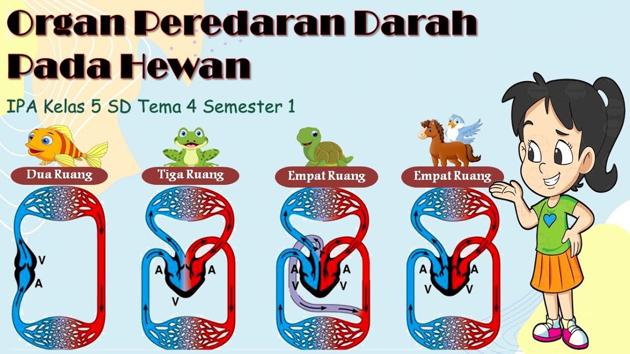 Organ Peredaran Darah pada Hewan| Sistem Peredaran Darah pada Hewan IPA