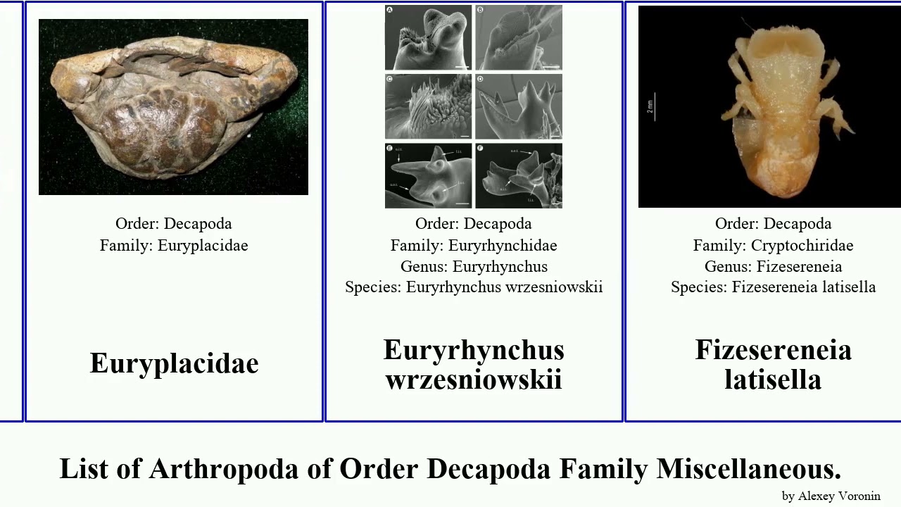 List of Arthropoda of Order Decapoda Family Miscellaneous. dicranodromia aegla cinetorhynchus kai