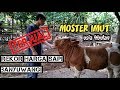 Monster imut Pedet mahal banyuwangi