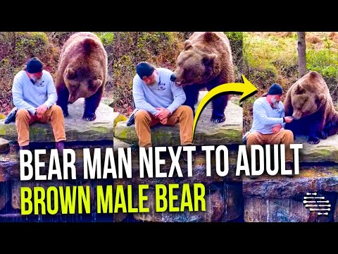 Bear Man Talking To Adult Brown Male Bear and Feeding Him Treats