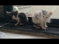 Adorable Cat Family Drying Themselves After Taking Bath - Grooming And Eating Food