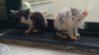 Adorable Cat Family Drying Themselves After Taking Bath - Grooming And Eating Food