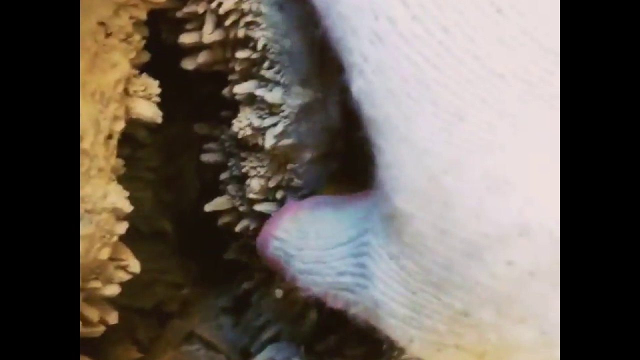 Wow Quartz Crystal Digging in California by Jason | Rockhounding in California