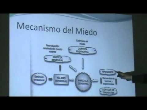 06  Sistema de alarma del miedo