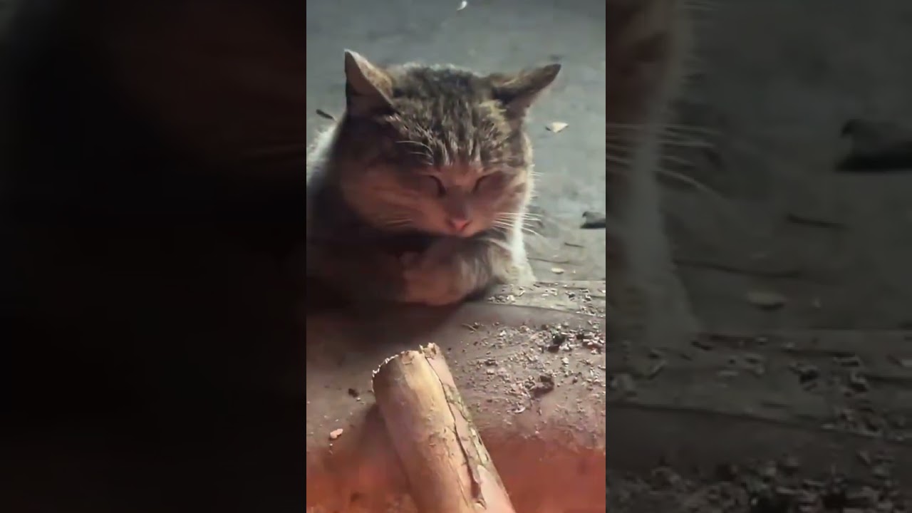 Maestro Karim - Mewing