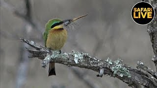 safariLIVE - Sunrise Safari - October 17, 2019