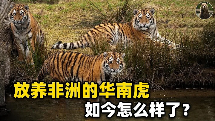 18年前放養非洲的「華南虎」，如今怎麼樣了？為何遲遲不能回家？【萬物靈】 - 天天要聞