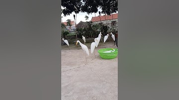 Cò xốp 0989485182(1)