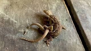 Lizards mating ritua.