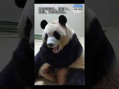 푸바오 4월18일 먹방 영상 #푸바오 #fubao #福宝