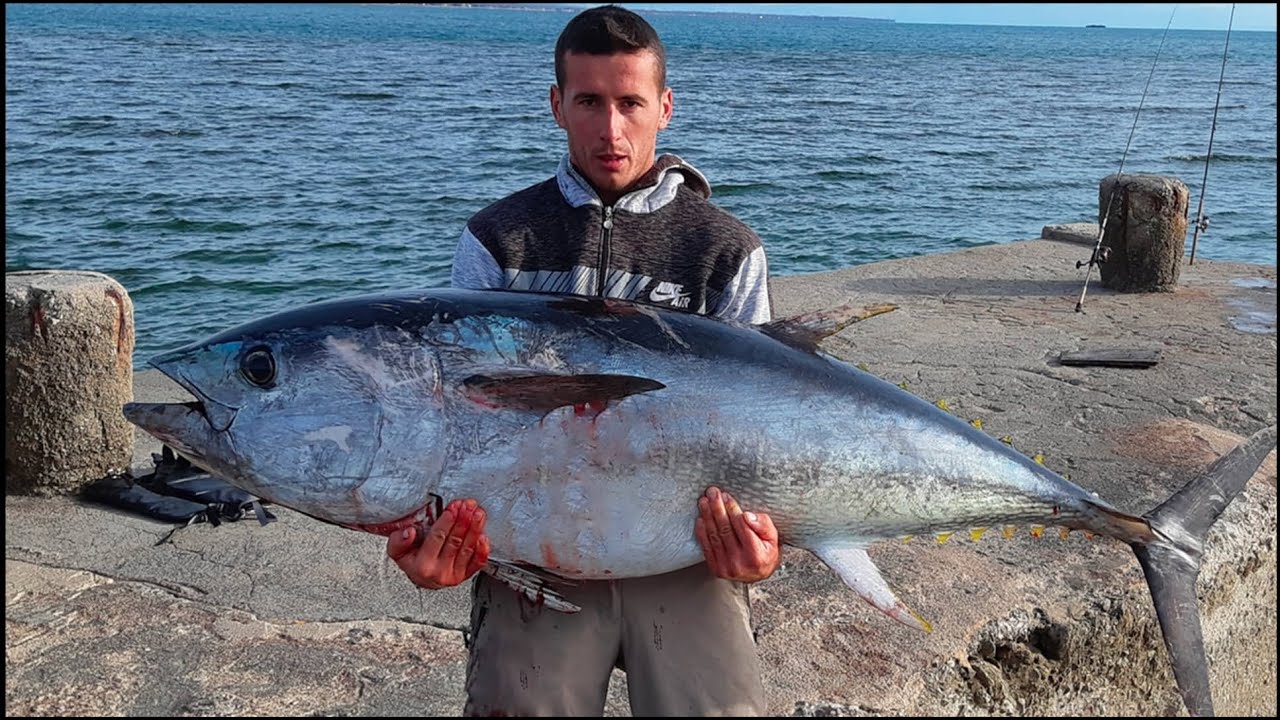 Shore fishing, Bluefin tuna 70.kg, Ulcinj (Montenegro) YouTube