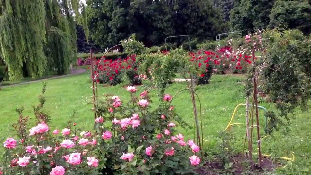 Ботанический сад киев