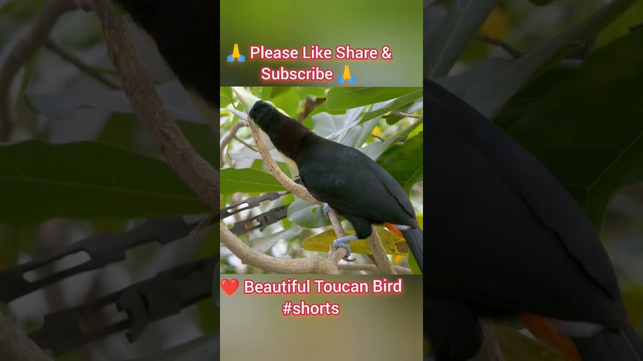 ❤️ Beautiful Toucan Bird 