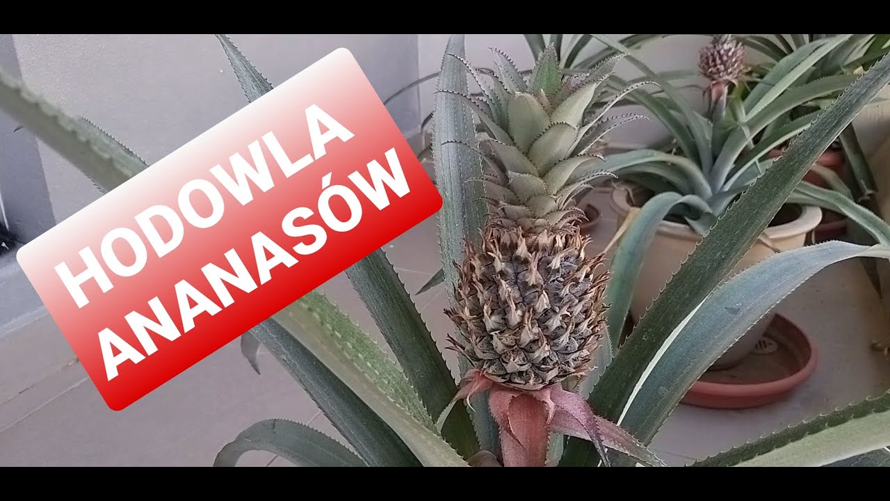 SADZENIE I HODOWLA ANANASÓW W DOMU - NA BALKONIE, PLANTACJA ANANASÓW W EMIRATACH ABU DHABI I DUBAJU