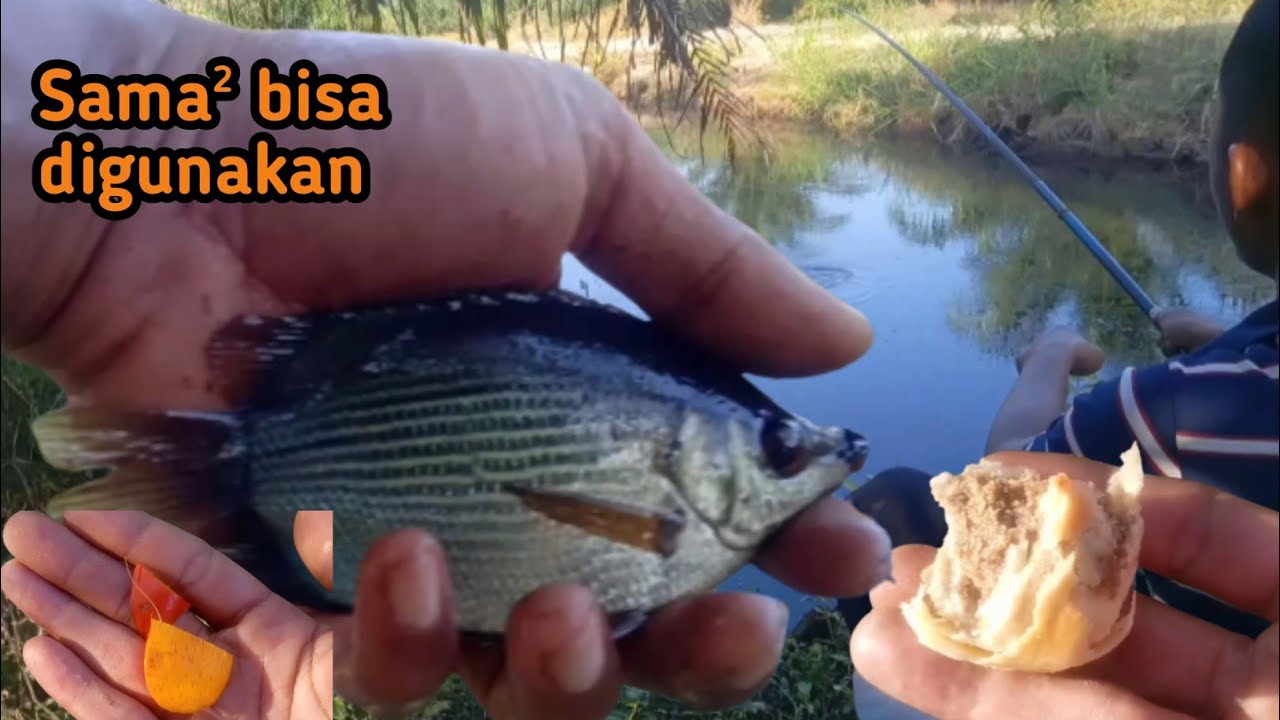 MANCING TEMBAKANG !!! TES DUA UMPAN INI ll  EDAN IKANNYA GAK HABIS2