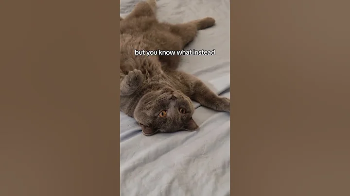 Video 5977861: british shorthair cat sleeping, british shorthair cute cat, kitty britishshorthair