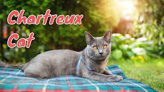 Cats 101- Chartreux Cat | Cute & Spunky Cats by Cute & Spunky Cats 190 views 1 year ago 4 minutes, 31 seconds