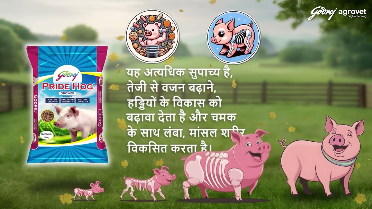 गोदरेज एग्रोवेट | गोदरेज प्राइड हॉग | Hindi | Godrej Pride Hog | Pig Feed