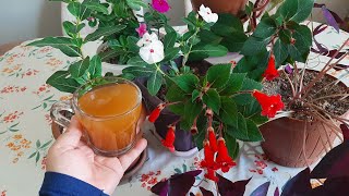 Kohleria Bakımı Herhangi Bir Ev Çiçeğine1,Bardak Garanti Çiçeklenme Için