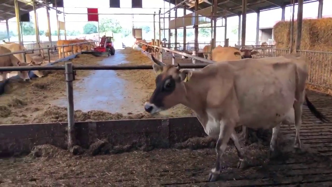 Jersey farm ready for winter YouTube