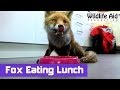 Very sick fox perks up after eating her lunch