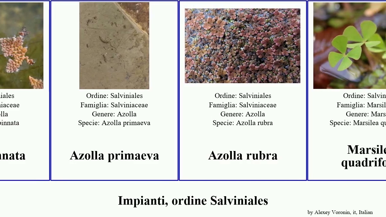 Impianti, ordine Salviniales azolla plants japonica rubra caroliniana pinnata imbricata nilotica