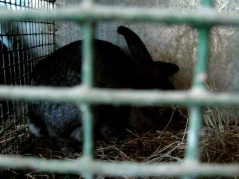 ჩემი  პატარა მეურნეობა-2.   2011წ.