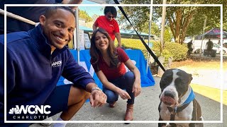 Clear the Shelters 2024 | Celebrating fur-ever families and fosters!