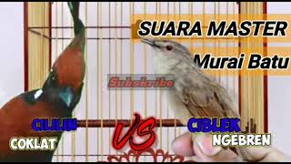 MASTERAN MURAI CILILIN VS CIBLEK