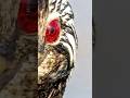 Bird With Red Anime Eyes 😳… And It’s REAL | White-tufted Grebe