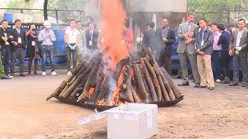 Việt Nam chung tay cùng cộng đồng quốc tế trong công tác bảo vệ động vật hoang dã