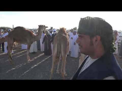 سناو مقصدنا منادة الابل